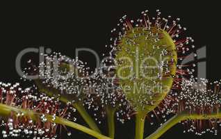 Drocera flower 3d illustration