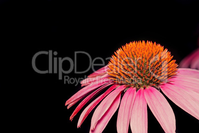 Flower of Echinacea