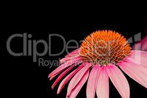 Flower of Echinacea