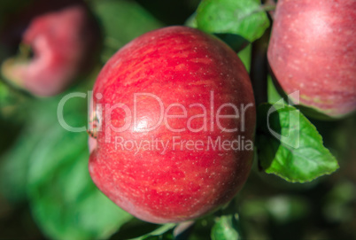 Red apple closeup