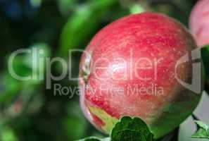 Red apple closeup