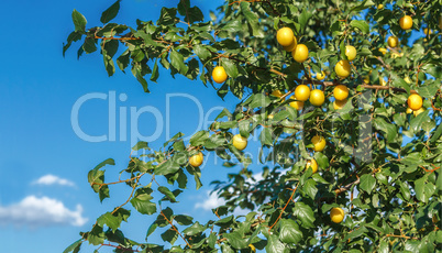 Ripe yellow plums