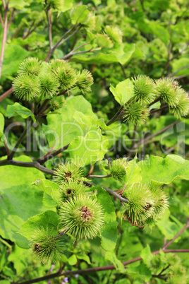 Pink flowers, fruits of burdock, agrimony in summer