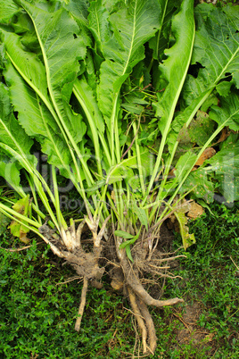 horseradish with roots and leaves on the grass
