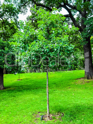 Kensington gardens London HDR