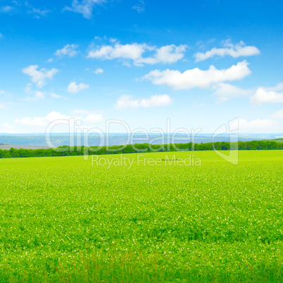 green field and blue sky with light clouds