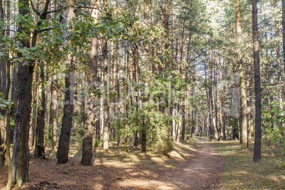 Forest landscape in the early autumn.