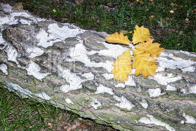 Fallen leaves on the sawn trunk of a birch.