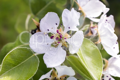 The branch of blossoming pear on a background of green garden.