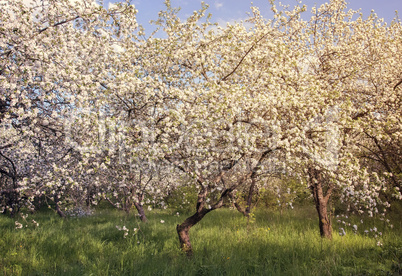 Abundant flowering Apple trees.