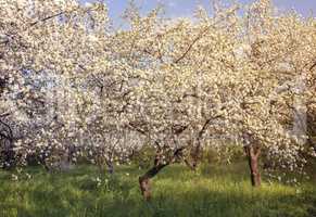 Abundant flowering Apple trees.