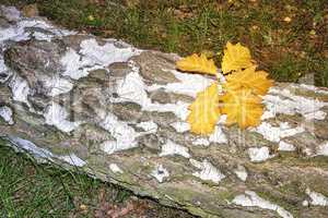 Fallen leaves on the sawn trunk of a birch.