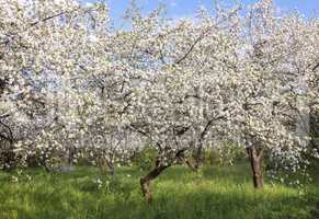 Abundant flowering Apple trees.
