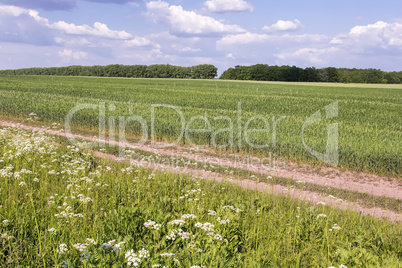 Summer landscape on a clear Sunny day.