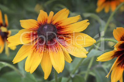 Rudbeckia blooming among the leaves so green