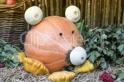 Funny figure in the form of pigs made from pumpkins