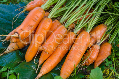 Carrots vegetables garden