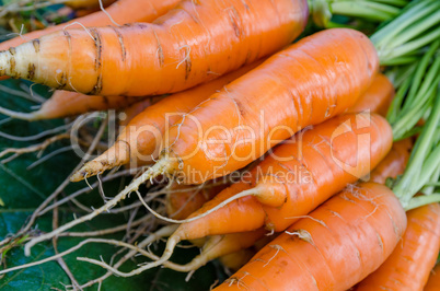 Carrots vegetables garden