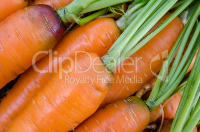 Carrots vegetables garden