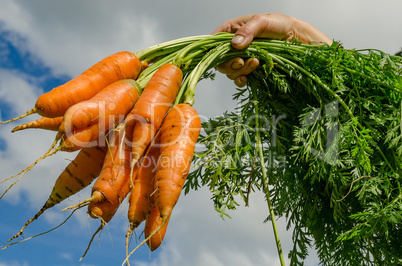 Carrots vegetables garden