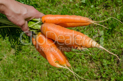 Carrots vegetables garden