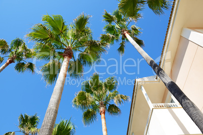 The palms at luxury hotel, Mallorca, Spain