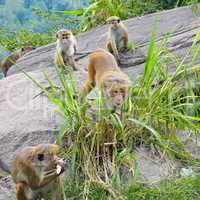 male monkey and his family in the wild