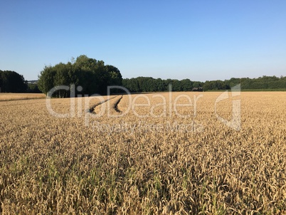 Kornfeld im Spätsommer