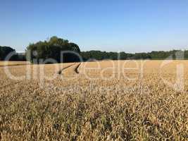 Kornfeld im Spätsommer