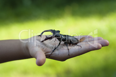 Stag beetle insect in a kid child hand photo (Lucanus cervus)