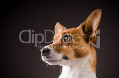 Close up of a Jack Russell Terrier