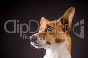 Close up of a Jack Russell Terrier