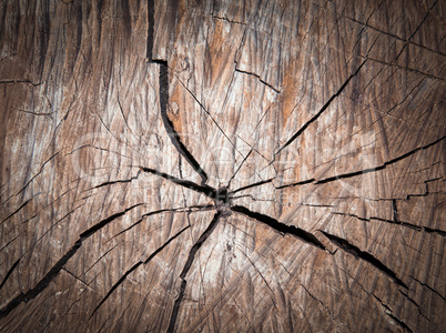 cracked old tree texture.