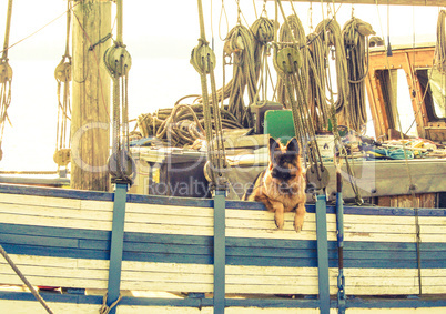 Hund auf einem Boot