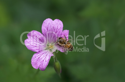 Blüte und Wespe