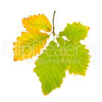 Autumn oak leaf isolated on white background