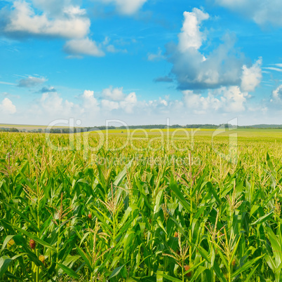 green corn field and blue sky