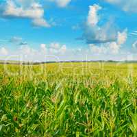 green corn field and blue sky