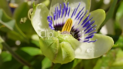 Blaue Passionsblumenblüte, passiflora caerulea