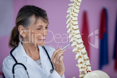 Physiotherapist examining a spine model