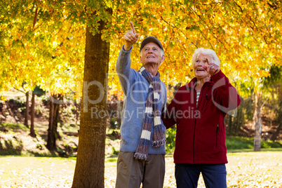 Senior couple pointing something