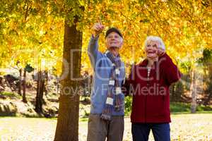 Senior couple pointing something