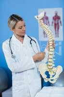 Physiotherapist holding spine model