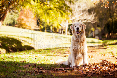 Portrait of Golden Retriever sitting at park