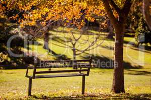Empty park bench during autumn