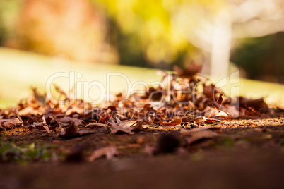 Surface level shot of autumn leaves