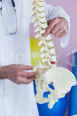 Mid section of physiotherapist examining a spine model