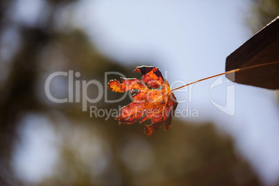 Closeup of autumn leaf