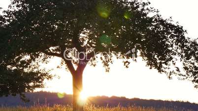 Sonnenaufgang in Apflebaumplantage