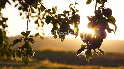 Sonnenaufgang in Apfelbaumplantage